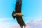 Flying condor over Colca canyon,Peru,South America. This condor the biggest flying bird