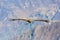 Flying condor over Colca canyon,Peru,South America. This condor the biggest flying bird