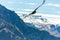 Flying condor over Colca canyon,Peru,South America. This condor the biggest flying bird