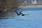 Flying cormorant over the lake. Phalacrocorax lucidus in freedom