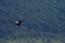 Flying cormorant over the lake. Phalacrocorax lucidus in freedom