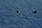 Flying cormorant over the lake. Phalacrocorax lucidus in freedom
