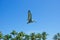Flying cormorant, palms, blue sky, freedom, Key West, Keys, Cayo Hueso, Monroe County, island, Florida