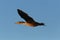Flying Cormorant seabird