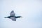 A flying cormorant with the sky as background