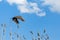 Flying cormorant under the blue sky