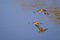 Flying couple of Ringed Kingfisher, Megaceryle Torquata, a large and noisy kingfisher bird, Pantanal, Brazil