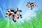 Flying Cows