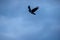 Flying crow silhouetted against a stormy sky