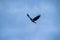 Flying crow silhouetted against a stormy sky