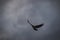 Flying crow silhouetted against a stormy sky