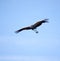 Flying crowned crane