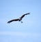 Flying crowned crane