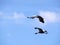 Flying crowned cranes
