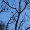 Flying crows and branches silhouetted by moonlight