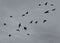 Flying crows returning home to roost in the evening