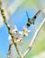 Flying Cuban Bee Hummingbird (Mellisuga helenae)