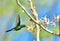 Flying Cuban Emerald Hummingbird (Chlorostilbon ricordii)