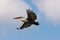 Flying dalmatian pelican