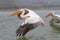 Flying Dalmatian Pelican, Kerkini lake, Greece