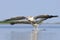 Flying Dalmatian Pelicans