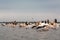 Flying Dalmatian pelicans in the Danube Delta  Romania