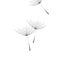 Flying dandelion. Dandelion fluff on blank background