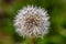 Flying dandelion seeds arranged on a stalk