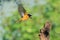 Flying Daurian Redstart