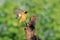 Flying Daurian Redstart