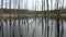 Flying between dead trees in the lake.