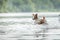 flying dog. Active jack russell terrier jumping in the water