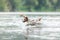 flying dog. Active jack russell terrier jumping in the water