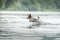 flying dog. Active jack russell terrier jumping in the water