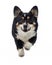 Flying dog on a white background. Happy, cheerful welsh corgi pembroke