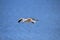 Flying Dolphin Gull, Falkland Islands