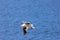 Flying Dolphin Gull, Falkland Islands
