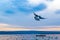 Flying dove bird over Varna bay against evening skies