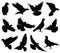 Flying dove vector silhouettes isolated. Pigeons set love and peace symbols