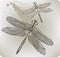 Flying dragonfly, hand-drawing. Vector illustratio