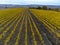 Flying drone above colorful autumn sangiovese grapes vineyards near wine making town Montalcino, Tuscany, rows of grape plants