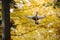 Flying drone in autumn yellow forest environment