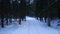 Flying a drone at night through a winter forest with trees bending