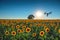 Flying drone and sunflower field