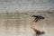 Flying duck above water, close distance garganey Spatula querquedula