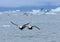 Flying ducks over The Arctic Ocean.