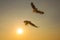 Flying Duo birds sunset