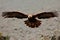 Flying eagle. Bird behaviour in rocky mountain. Hunter with catch. Golden eagle in grey stone habitat. Golden Eagle, Aquila chrysa