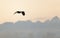 Flying eagle over sunset snow-covered mountains.