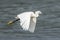 The flying egret